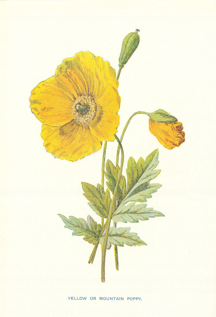 Mountain Poppy. Wild Flowers by Frederick Edward Hulme c1895 old antique print